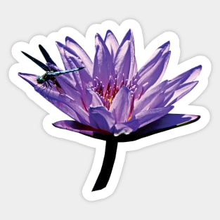 Water Lilies - Dragonfly on Purple Water Lily Sticker